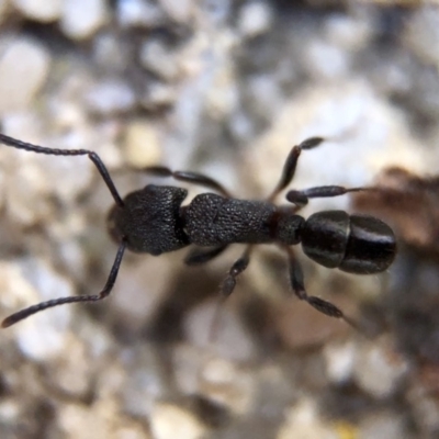 Rhytidoponera sp. (genus) (Rhytidoponera ant) at Aranda, ACT - 9 Mar 2020 by Jubeyjubes
