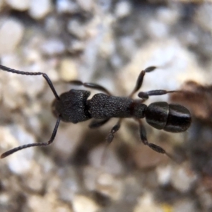 Rhytidoponera sp. (genus) at Aranda, ACT - 9 Mar 2020