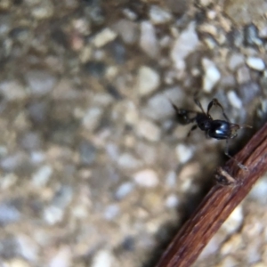 Pheidole sp. (genus) at Aranda, ACT - 9 Mar 2020 03:00 PM