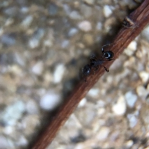 Pheidole sp. (genus) at Aranda, ACT - 9 Mar 2020