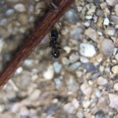 Pheidole sp. (genus) at Aranda, ACT - 9 Mar 2020