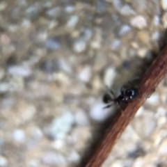 Pheidole sp. (genus) at Aranda, ACT - 9 Mar 2020