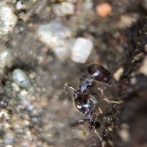 Pheidole sp. (genus) at Aranda, ACT - 9 Mar 2020 03:13 PM