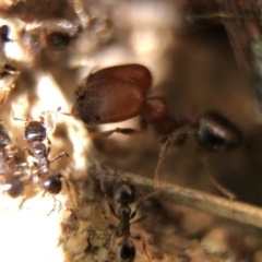 Pheidole sp. (genus) at Aranda, ACT - 9 Mar 2020