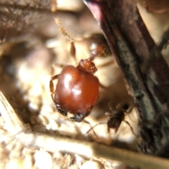 Pheidole sp. (genus) at Aranda, ACT - 9 Mar 2020 03:13 PM