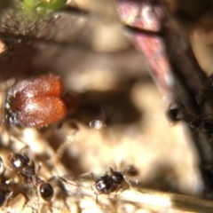 Pheidole sp. (genus) at Aranda, ACT - 9 Mar 2020 03:13 PM