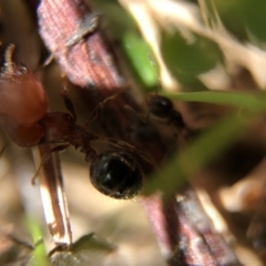 Pheidole sp. (genus) at Aranda, ACT - 9 Mar 2020