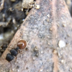 Meranoplus sp. (genus) at Aranda, ACT - 9 Mar 2020