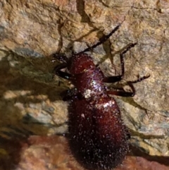 Lagriini sp. (tribe) (Unidentified lagriine darkling beetle) at QPRC LGA - 9 Mar 2020 by LyndalT