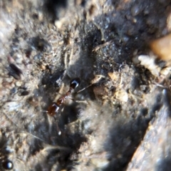 Monomorium sp. (genus) (A Monomorium ant) at Aranda, ACT - 9 Mar 2020 by Jubeyjubes