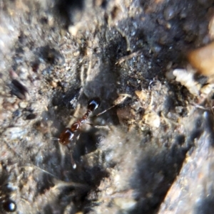 Monomorium sp. (genus) at Aranda, ACT - 9 Mar 2020