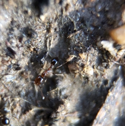 Monomorium sp. (genus) (A Monomorium ant) at Aranda, ACT - 9 Mar 2020 by Jubeyjubes