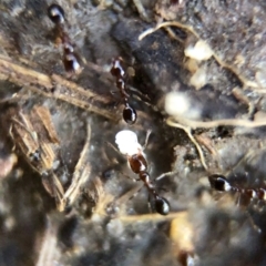 Monomorium sp. (genus) at Aranda, ACT - 9 Mar 2020