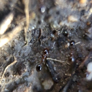 Monomorium sp. (genus) at Aranda, ACT - 9 Mar 2020