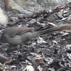 Menura novaehollandiae (Superb Lyrebird) at Bargo River State Conservation Area - 8 Mar 2020 by GlossyGal