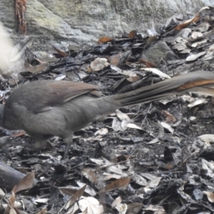 Menura novaehollandiae at Bargo River State Conservation Area - 9 Mar 2020