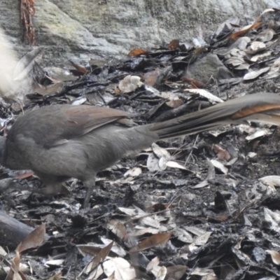 Menura novaehollandiae (Superb Lyrebird) at Wingecarribee Local Government Area - 8 Mar 2020 by GlossyGal