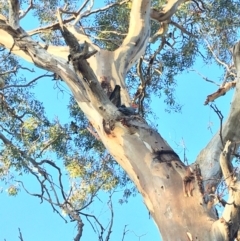 Callocephalon fimbriatum (Gang-gang Cockatoo) at Hughes Grassy Woodland - 9 Mar 2020 by KL