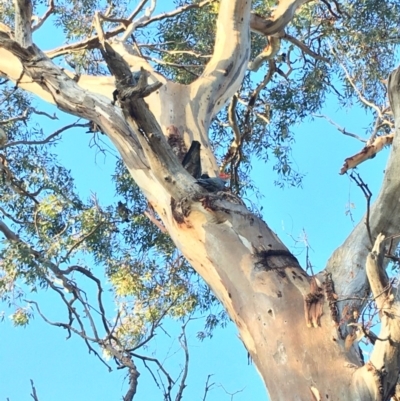 Callocephalon fimbriatum (Gang-gang Cockatoo) at Hughes Grassy Woodland - 9 Mar 2020 by KL