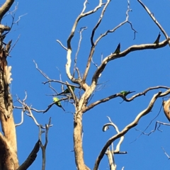 Polytelis swainsonii (Superb Parrot) at Red Hill to Yarralumla Creek - 9 Mar 2020 by KL