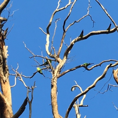 Polytelis swainsonii (Superb Parrot) at Hughes Grassy Woodland - 9 Mar 2020 by KL