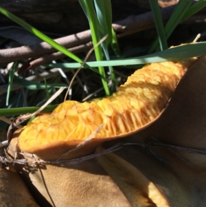 Phylloporus sp. at Garran, ACT - 9 Mar 2020