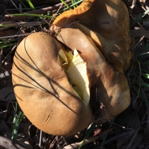 Phylloporus sp. at Garran, ACT - 9 Mar 2020