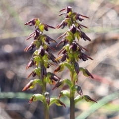 Corunastylis clivicola (Rufous midge orchid) at Block 402 - 9 Mar 2020 by AaronClausen