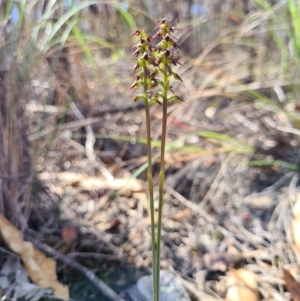 Corunastylis clivicola at Denman Prospect, ACT - suppressed