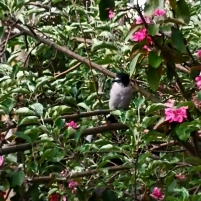Cracticus torquatus (Grey Butcherbird) at Ngunnawal, ACT - 9 Mar 2020 by Astro1