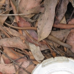 Saproscincus mustelinus (Weasel Skink) at Farringdon, NSW - 9 Mar 2020 by Christine