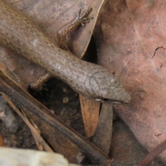 Saproscincus mustelinus at Farringdon, NSW - 9 Mar 2020 01:34 PM