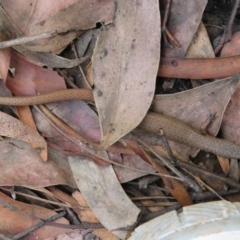 Saproscincus mustelinus at Farringdon, NSW - 9 Mar 2020