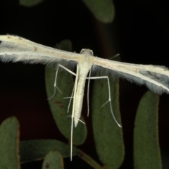 Imbophorus aptalis (White Plume Moth) at Bruce Ridge - 23 Nov 2011 by Bron