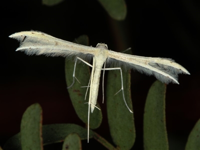 Imbophorus aptalis (White Plume Moth) at Bruce, ACT - 23 Nov 2011 by Bron