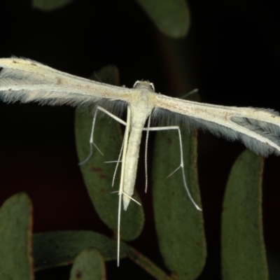 Imbophorus aptalis (White Plume Moth) at Bruce Ridge - 23 Nov 2011 by Bron