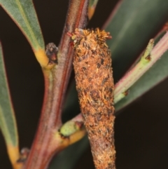 Lepidoscia (genus) IMMATURE (Unidentified Cone Case Moth larva, pupa, or case) at Bruce Ridge to Gossan Hill - 23 Nov 2011 by Bron
