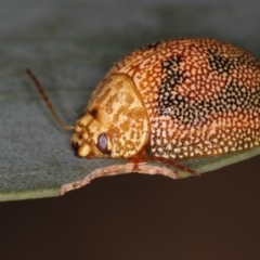 Paropsis atomaria (Eucalyptus leaf beetle) at Bruce Ridge to Gossan Hill - 23 Nov 2011 by Bron