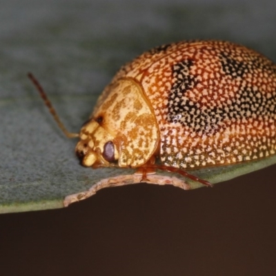 Paropsis atomaria (Eucalyptus leaf beetle) at Bruce Ridge - 23 Nov 2011 by Bron