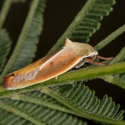 Ptyoptila matutinella (Wingia Group) at Bruce, ACT - 23 Nov 2011 by Bron