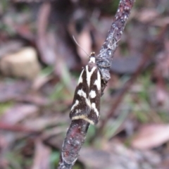 Epithymema incomposita (Chezela group) at Tallaganda State Forest - 8 Mar 2020 by Christine