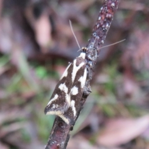 Epithymema incomposita at Harolds Cross, NSW - 9 Mar 2020