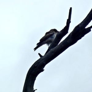 Lalage tricolor at Deakin, ACT - 7 Mar 2020