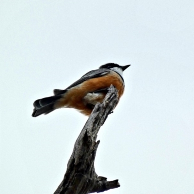 Pachycephala rufiventris (Rufous Whistler) at Deakin, ACT - 7 Mar 2020 by Ct1000