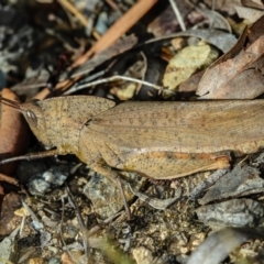 Goniaea australasiae (Gumleaf grasshopper) at Bruce Ridge to Gossan Hill - 11 Jan 2012 by Bron