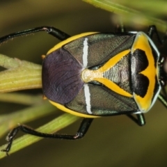 Commius elegans (Cherry Ballart Shield Bug) at Bruce Ridge - 11 Jan 2012 by Bron