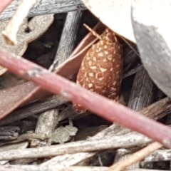 Syringoseca rhodoxantha (A concealer moth) at O'Connor, ACT - 9 Mar 2020 by tpreston