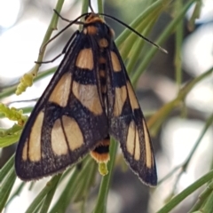 Amata (genus) (Handmaiden Moth) at Bruce, ACT - 9 Mar 2020 by tpreston