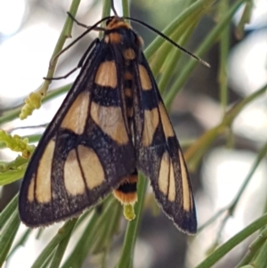 Amata (genus) at Bruce, ACT - 9 Mar 2020