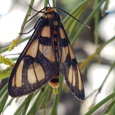 Amata (genus) (Handmaiden Moth) at Bruce Ridge - 9 Mar 2020 by trevorpreston
